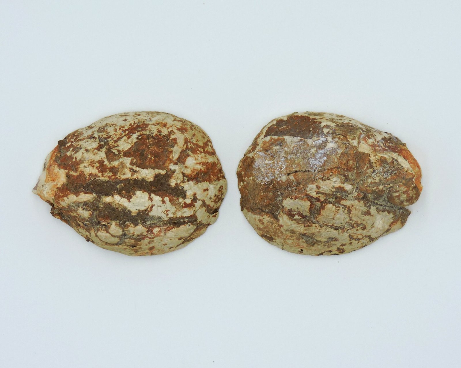 thunderegg back thunder egg back image
