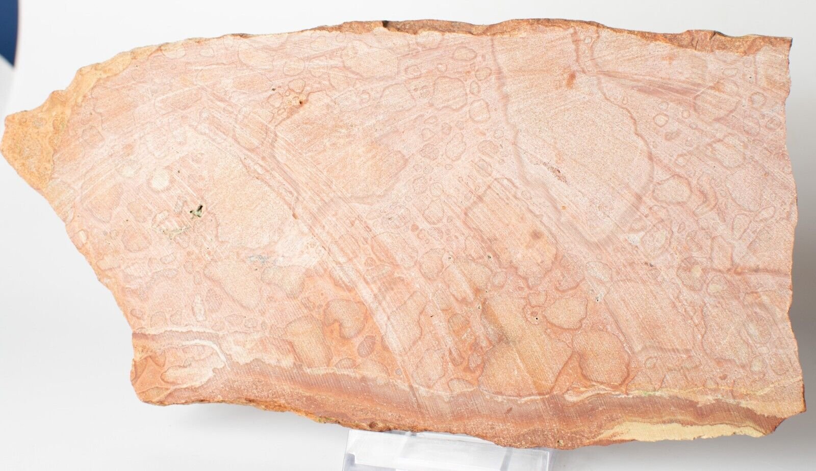 Large-Polished-Oncolite-Slice-Exmouth-Western-Australia-Rock-Slab-Marine-374608004960-2