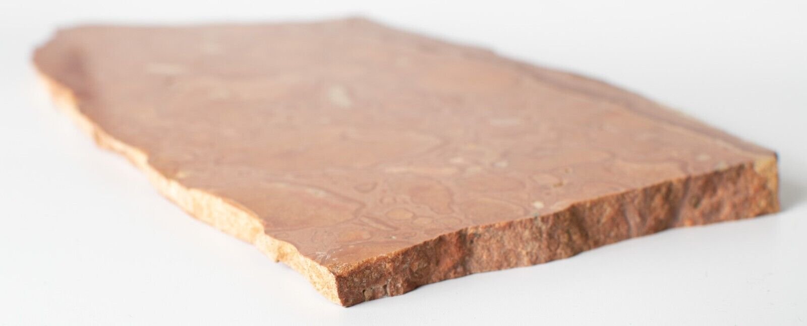 Large-Polished-Oncolite-Slice-Exmouth-Western-Australia-Rock-Slab-Marine-374608004960-3