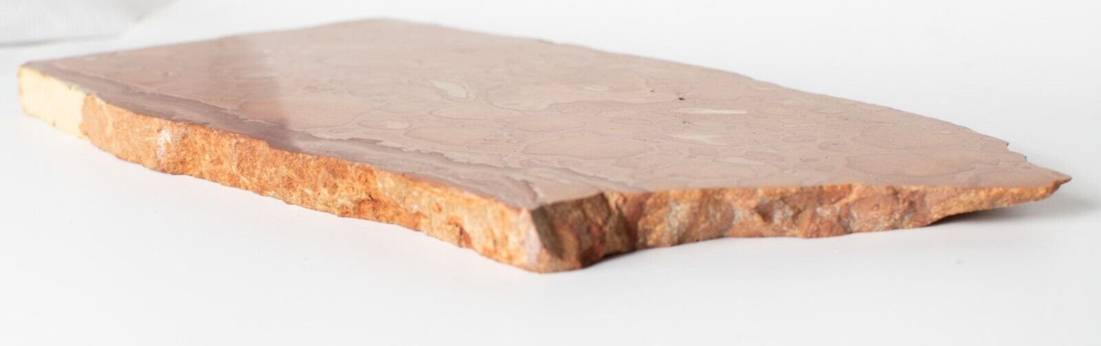 Large-Polished-Oncolite-Slice-Exmouth-Western-Australia-Rock-Slab-Marine-374608004960-5