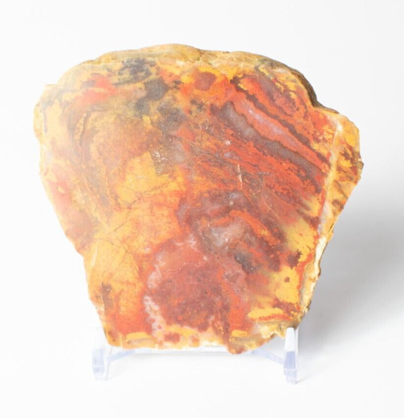 Polished-Chinchilla-Petrified-Wood-Slice-Stone-Slab-Australian-PW2109235-374943377830