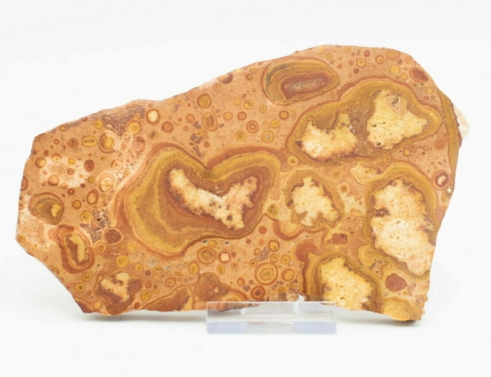 Polished-Oncolite-Slice-Exmouth-Western-Australia-Rock-Slab-Marine-373295711901