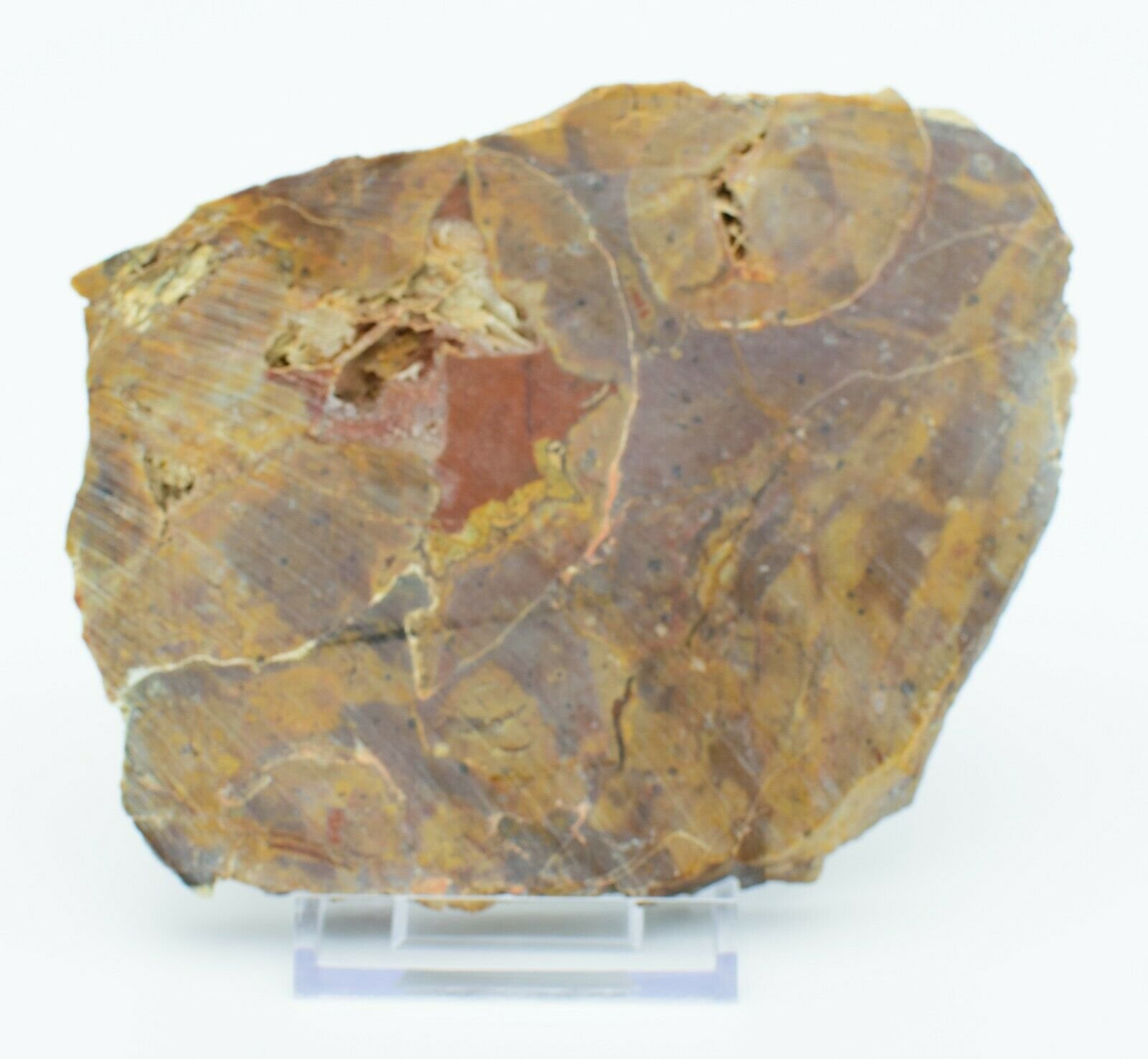 Large-Queensland-Agate-Creek-Thunder-Egg-Slice-Crystals-Rhyolite-Slab-Thunderegg-372929660193-2