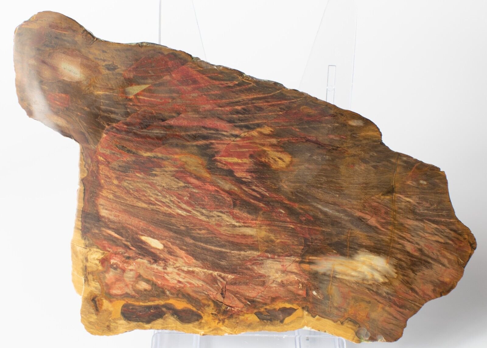 Polished-Chinchilla-Petrified-Wood-Slice-Stone-Slab-Australian-PW2109234-374943364633