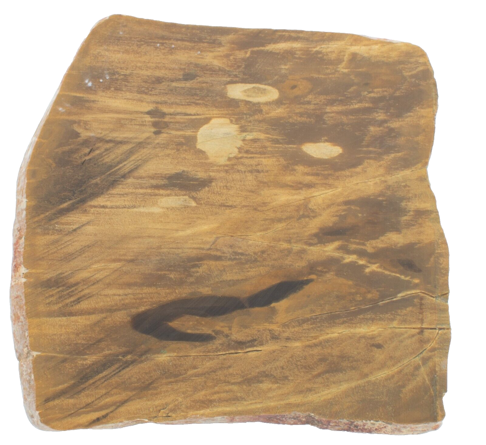 Polished-Chinchilla-Petrified-Wood-Slice-Stone-Slab-Australian-PW03052-375408961314-2