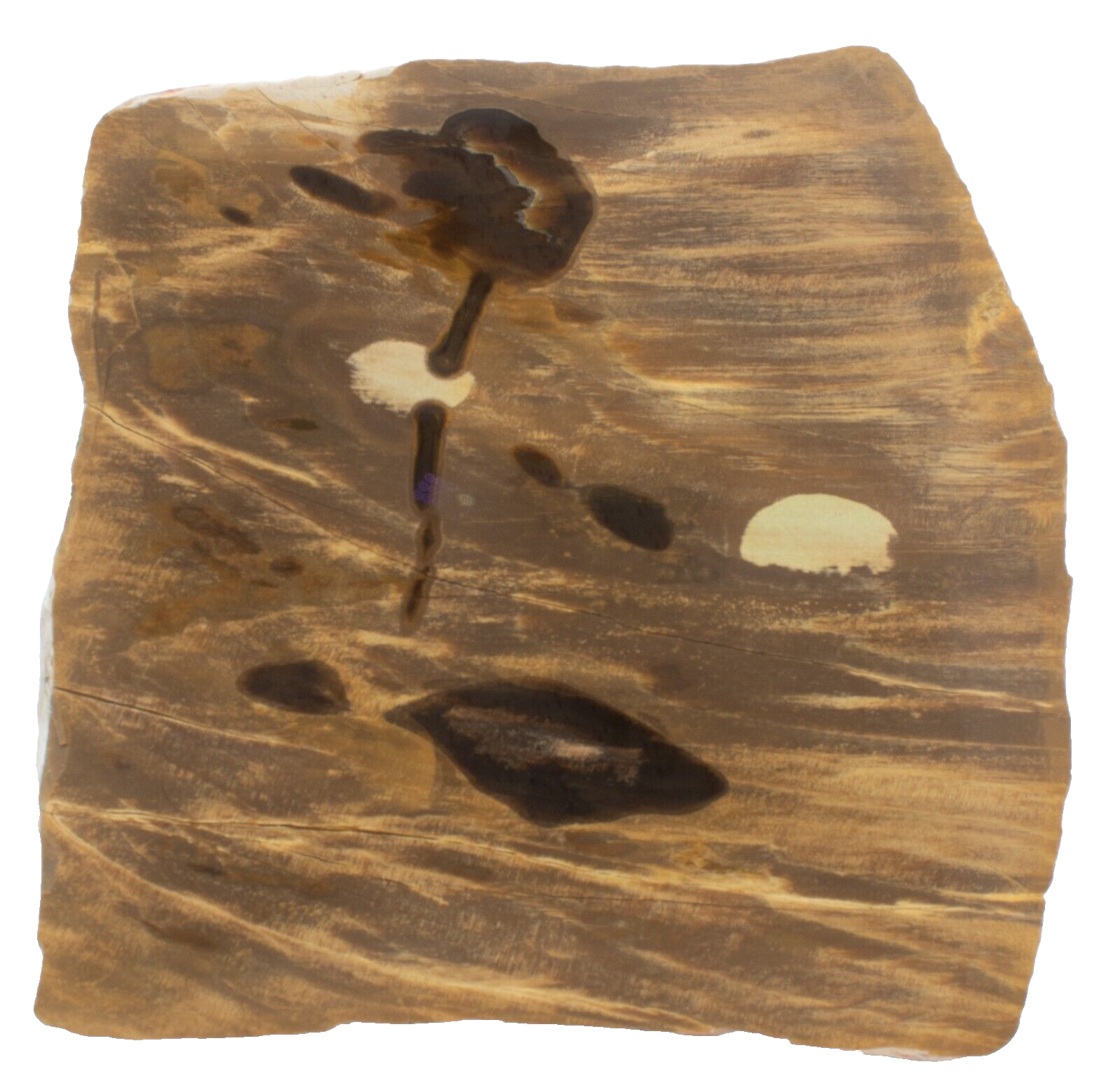 Polished-Chinchilla-Petrified-Wood-Slice-Stone-Slab-Australian-PW03052-375408961314