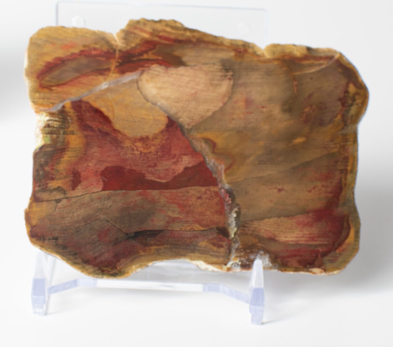 Polished-Chinchilla-Petrified-Wood-Slice-Stone-Slab-Australian-PW21092310-374943417224-2
