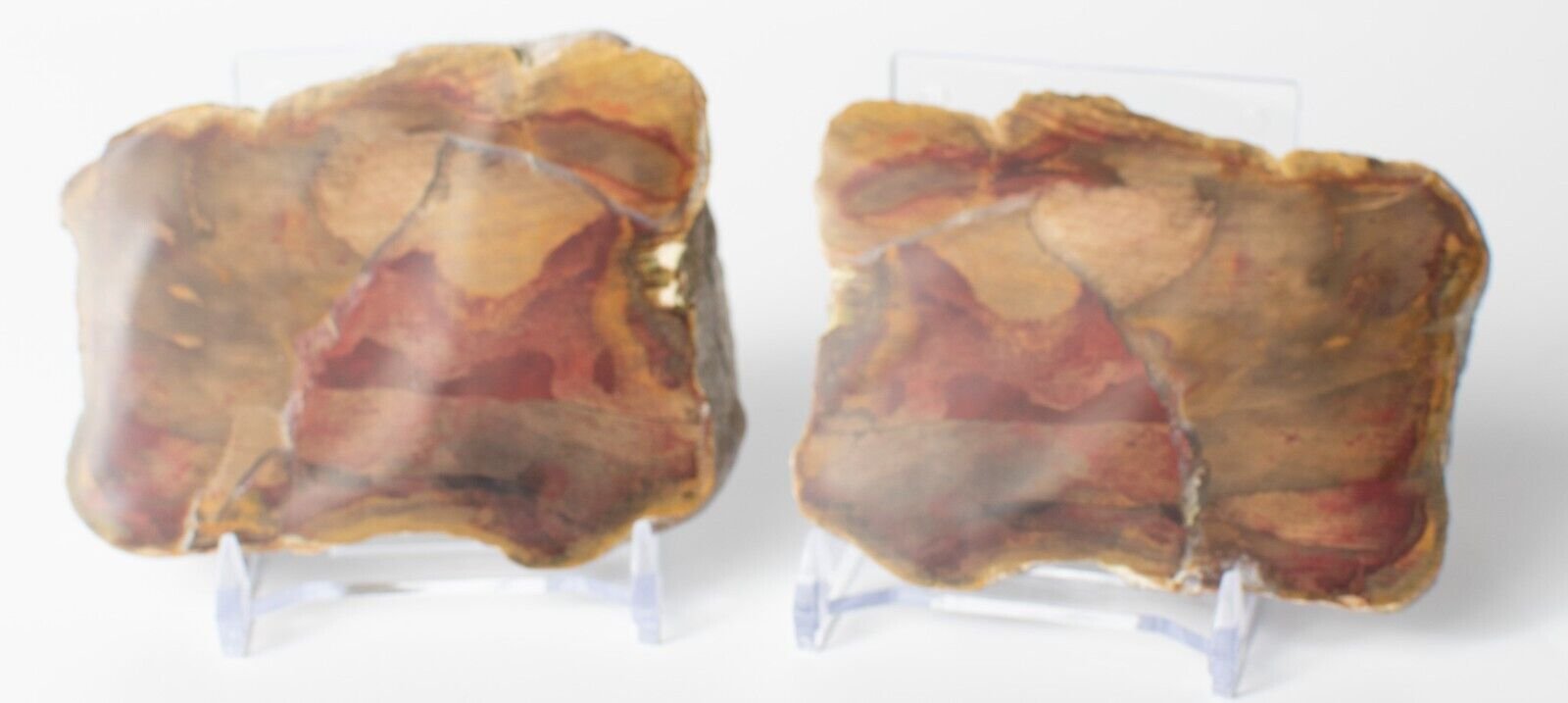 Polished-Chinchilla-Petrified-Wood-Slice-Stone-Slab-Australian-PW21092310-374943417224