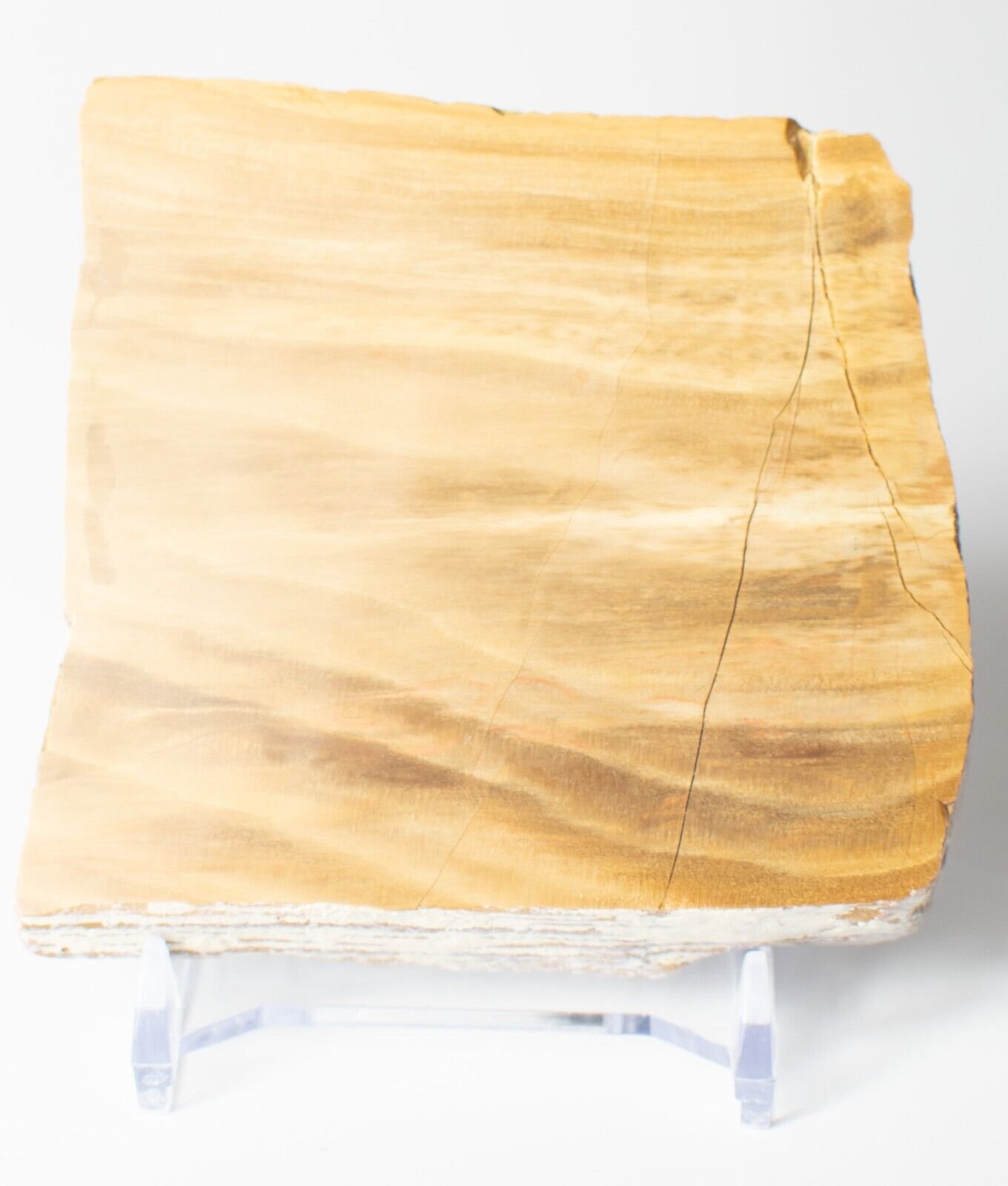 Polished-Chinchilla-Petrified-Wood-Slice-Stone-Slab-Australian-PW2809232-374954766604-3