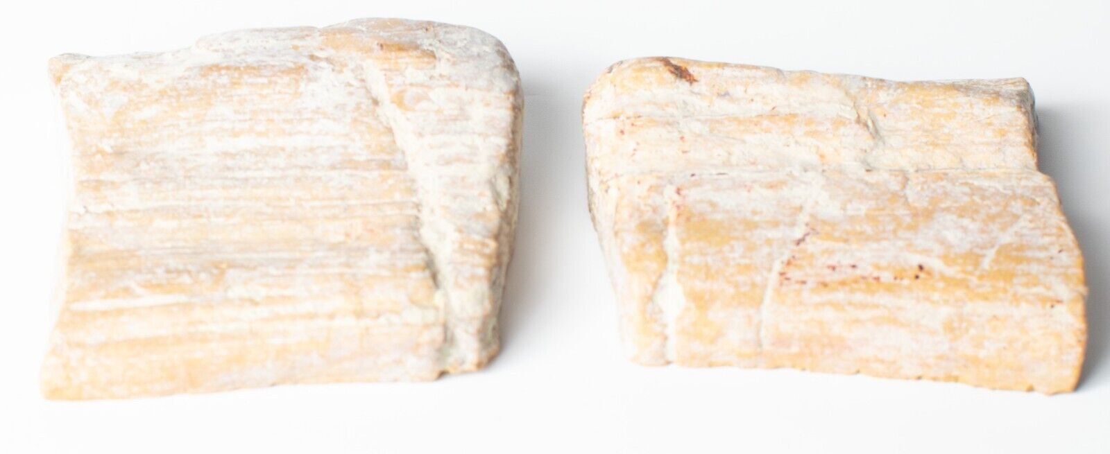 Polished-Chinchilla-Petrified-Wood-Slice-Stone-Slab-Australian-PW2809232-374954766604-4