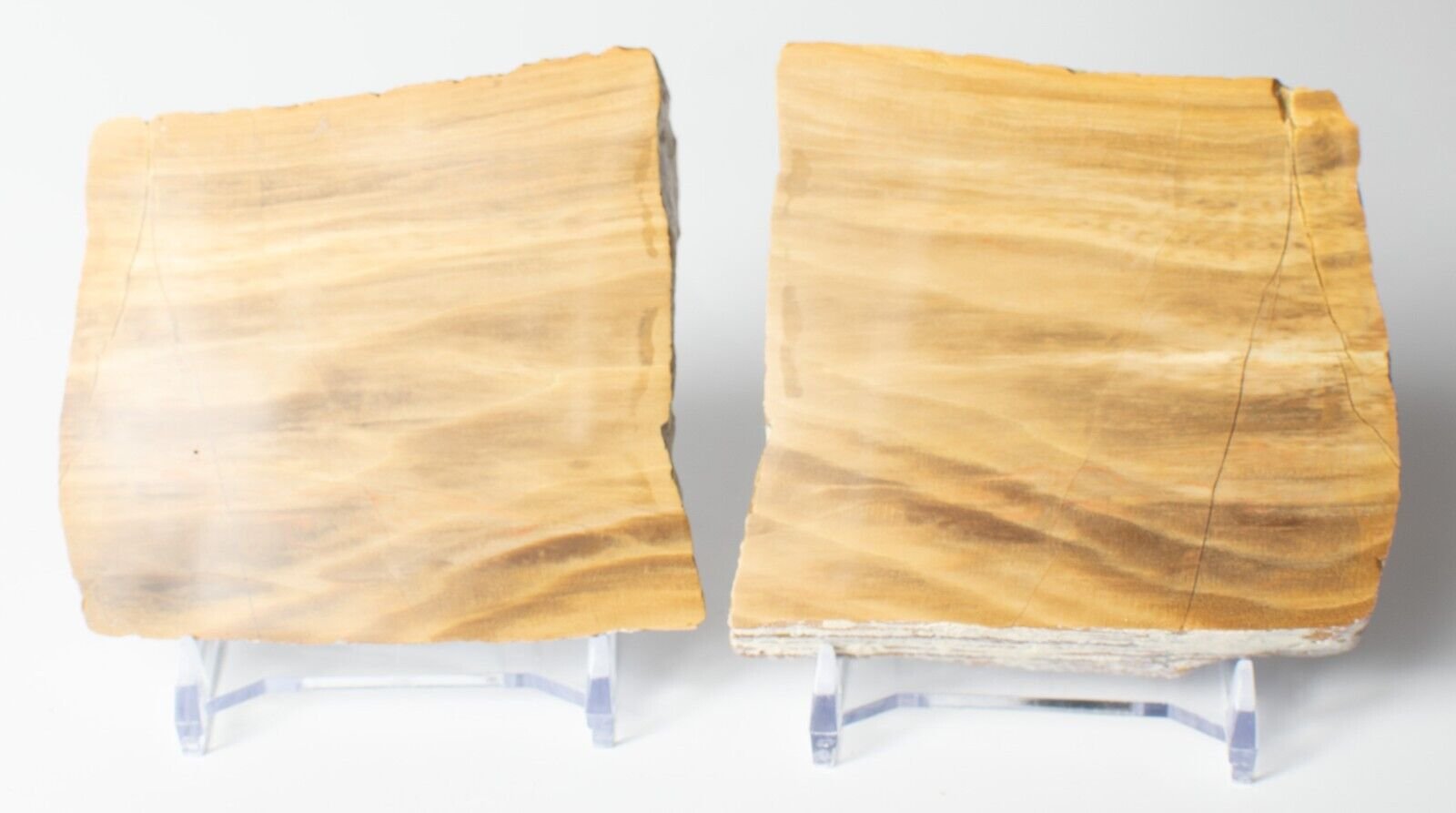 Polished-Chinchilla-Petrified-Wood-Slice-Stone-Slab-Australian-PW2809232-374954766604