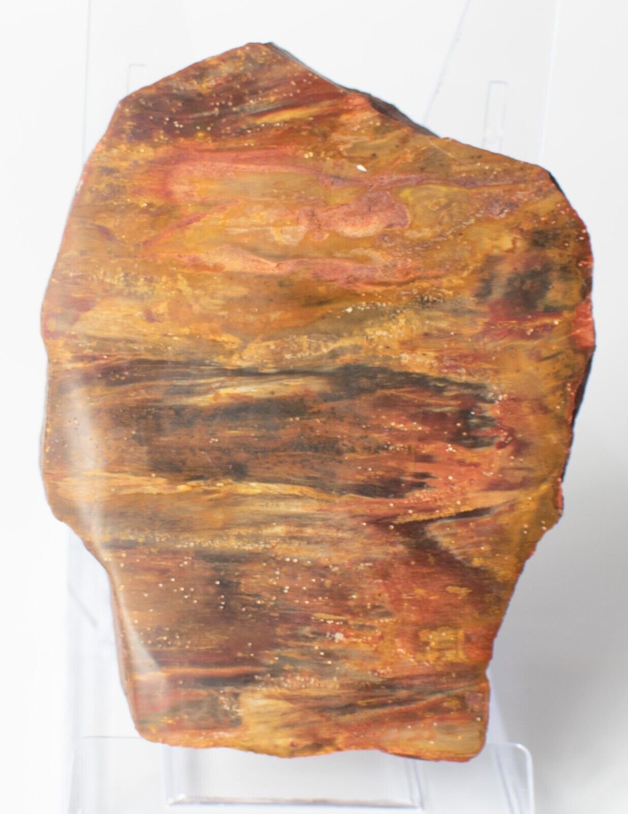 Polished-Chinchilla-Red-Petrified-Wood-Slice-Stone-Slab-Australian-PW2809233-374954786064-3