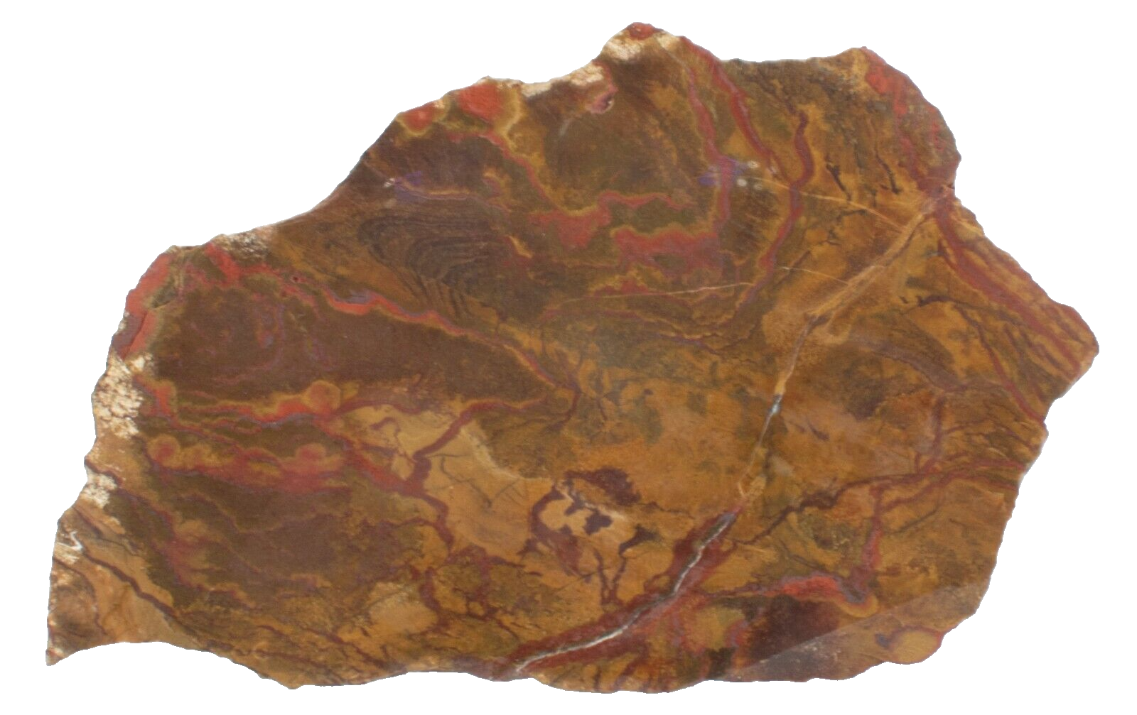 Polished Chinchilla Petrified Wood Slice Stone Slab Australian PW03051 ...