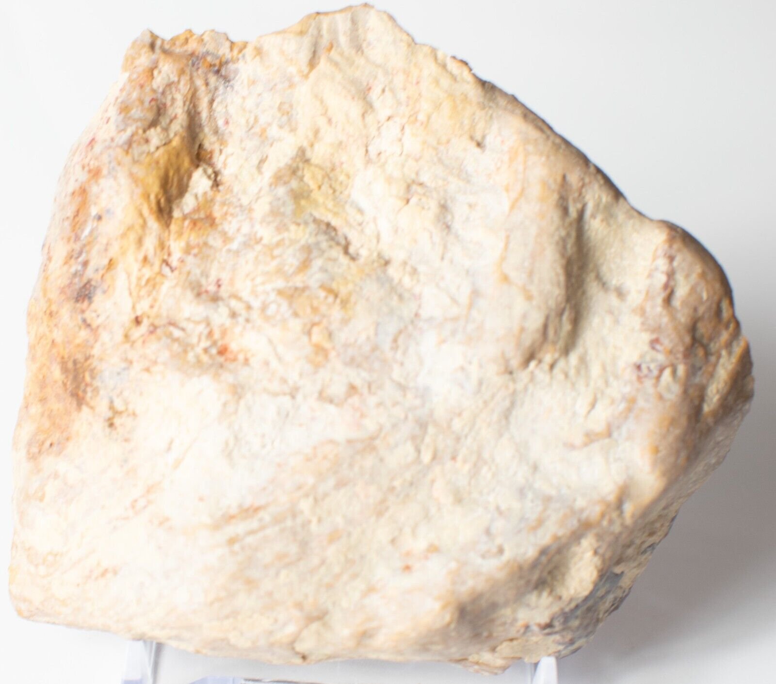 Polished-Chinchilla-Petrified-Wood-Slice-Stone-Slab-Australian-PW2109231-374943342725-2