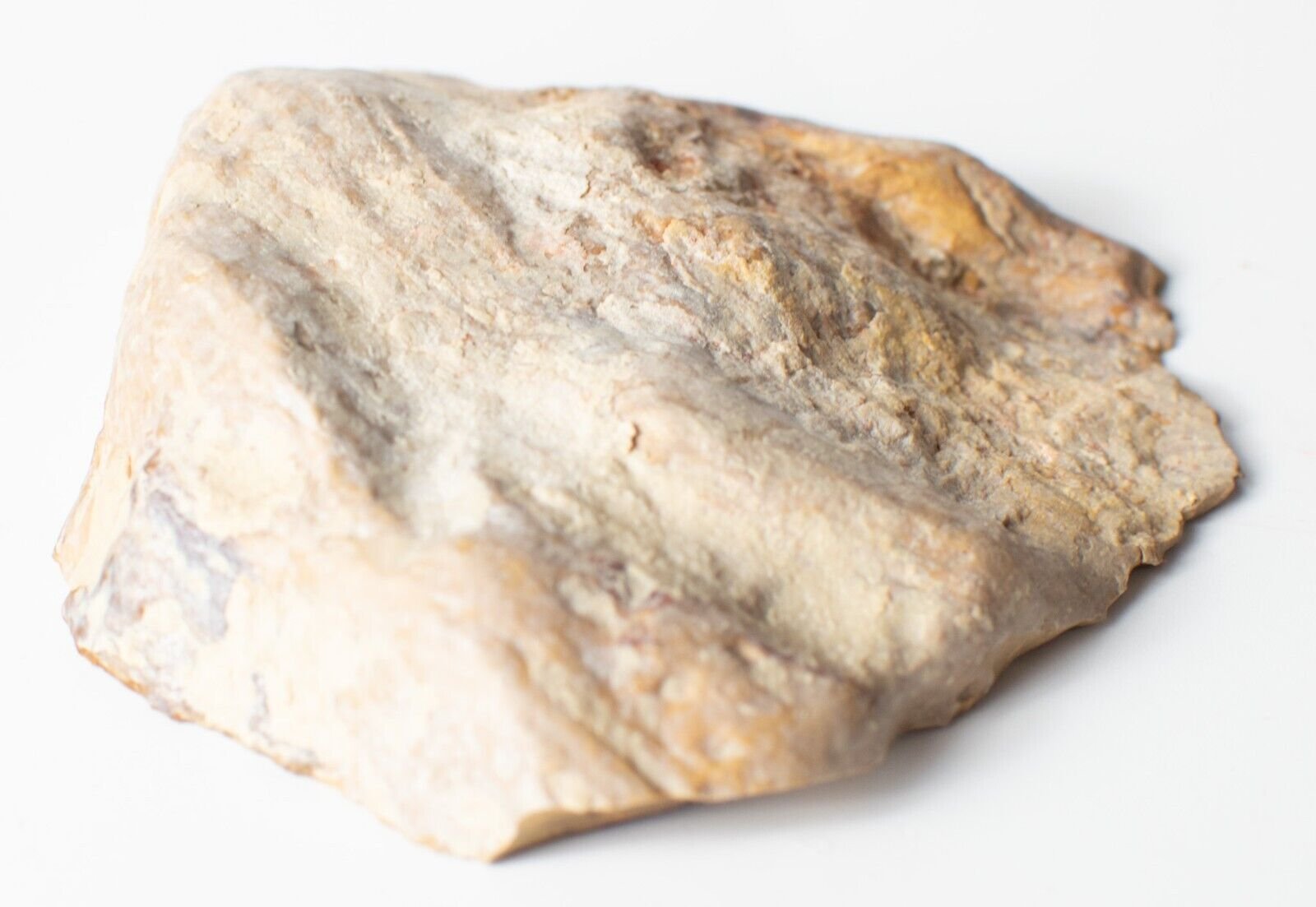 Polished-Chinchilla-Petrified-Wood-Slice-Stone-Slab-Australian-PW2109231-374943342725-3