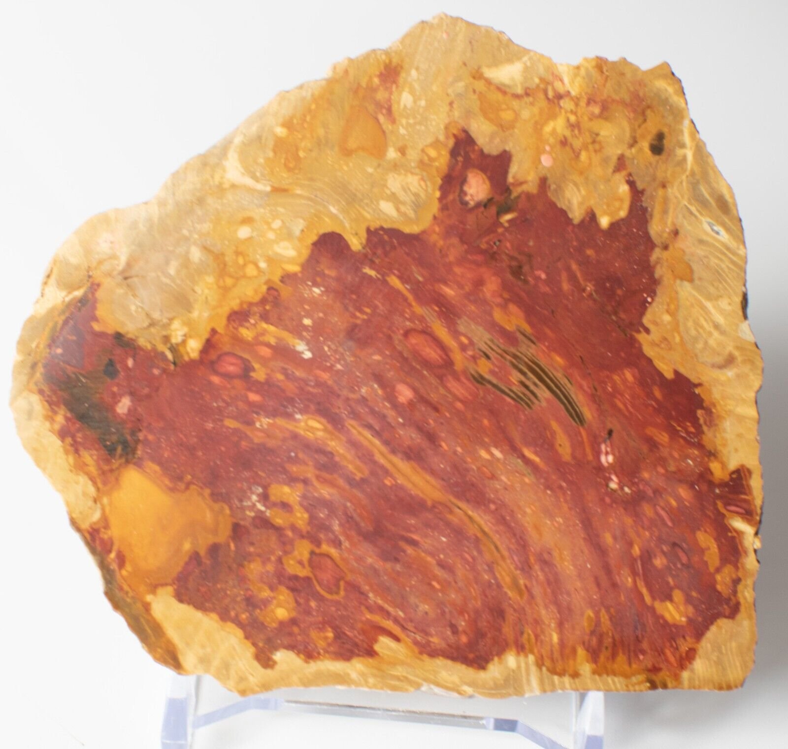 Polished-Chinchilla-Petrified-Wood-Slice-Stone-Slab-Australian-PW2109231-374943342725