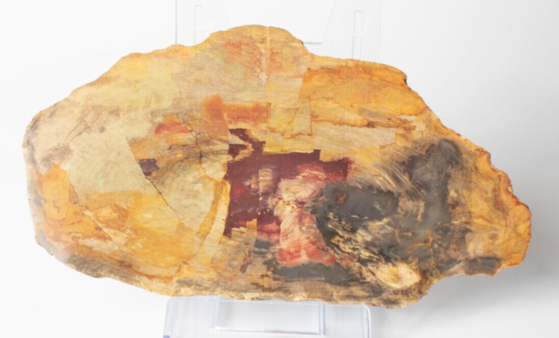 Polished-Chinchilla-Petrified-Wood-Slice-Stone-Slab-Australian-PW2109237-374943394235