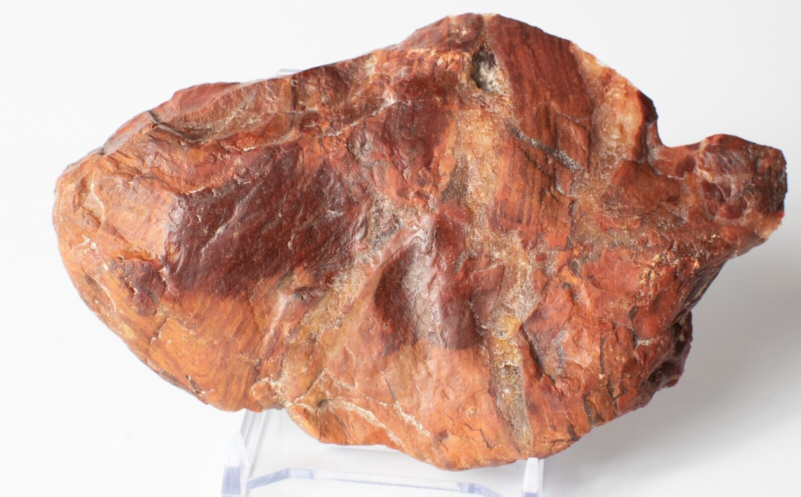 Polished-Chinchilla-Petrified-Wood-Slice-Stone-Slab-Australian-PW2109232-374943351366-2