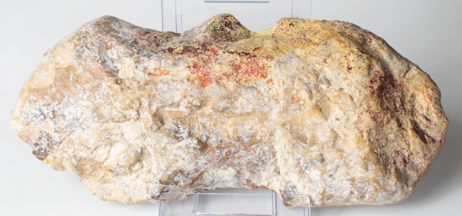 Polished-Chinchilla-Petrified-Wood-Slice-Stone-Slab-Australian-PW2109233-374943360607-2