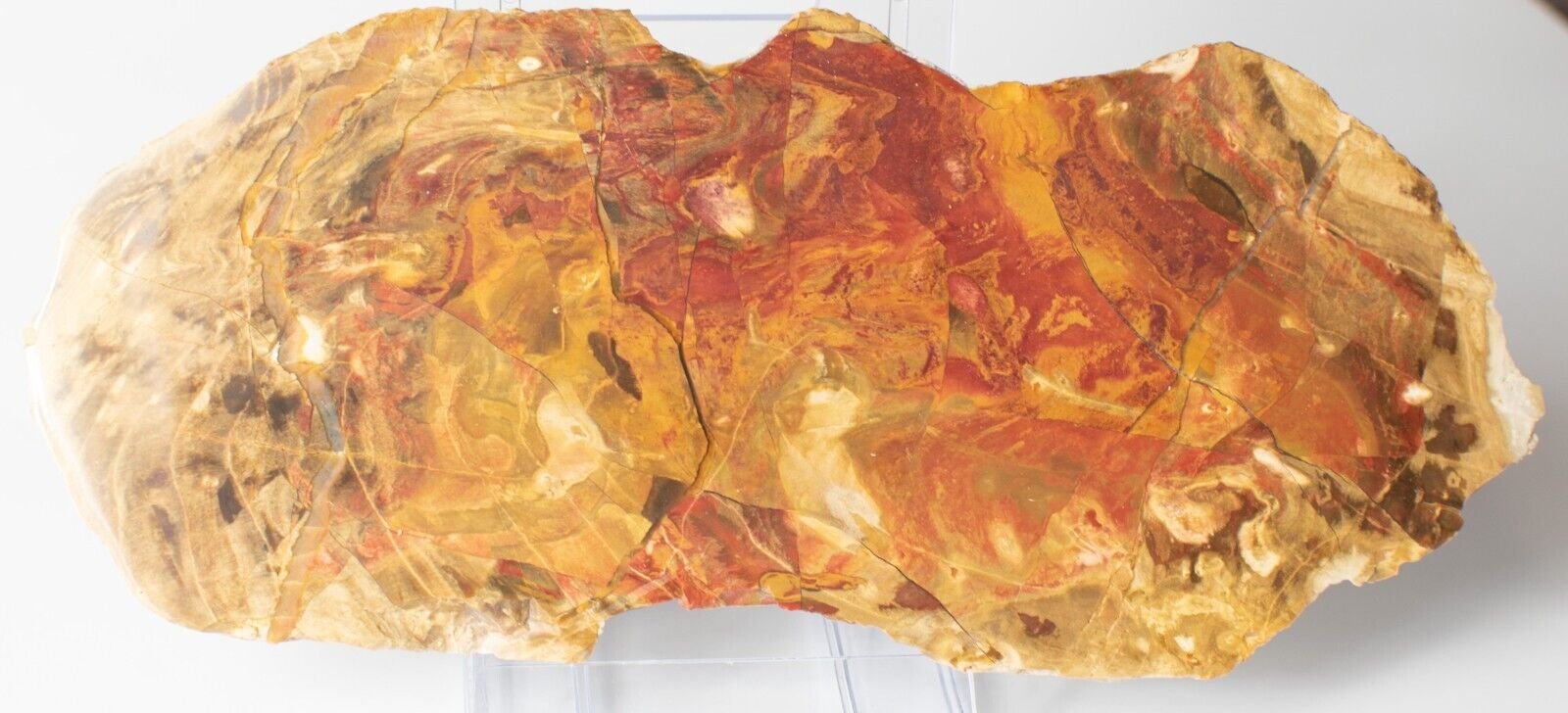 Polished-Chinchilla-Petrified-Wood-Slice-Stone-Slab-Australian-PW2109233-374943360607