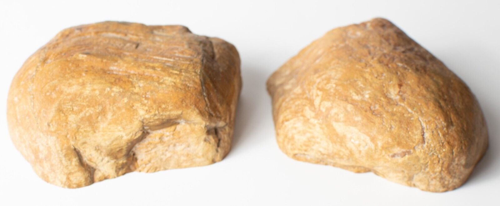 Polished-Chinchilla-Petrified-Wood-Slice-Stone-Slab-Australian-PW2109238-374943398737-4