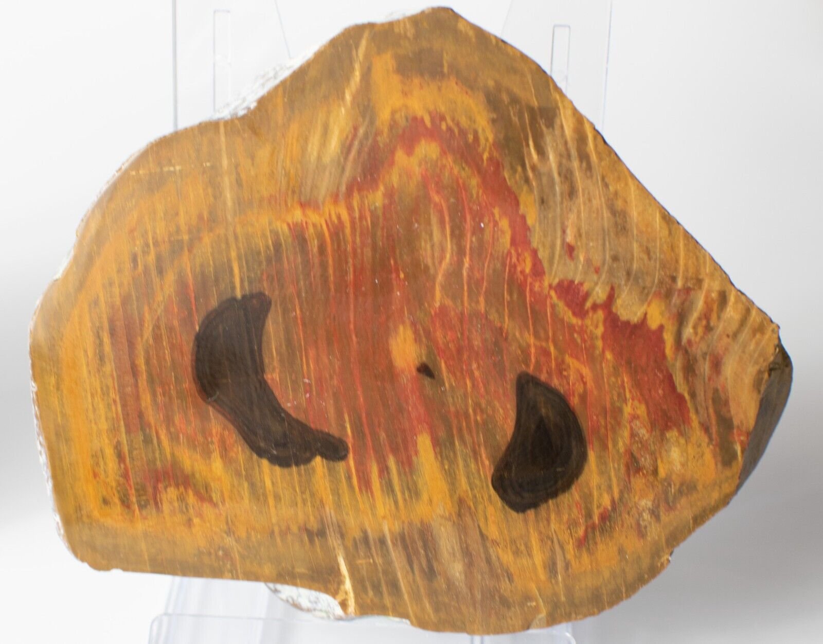 Polished-Chinchilla-Petrified-Wood-Slice-Stone-Slab-Australian-PW2109239-374943406517-2