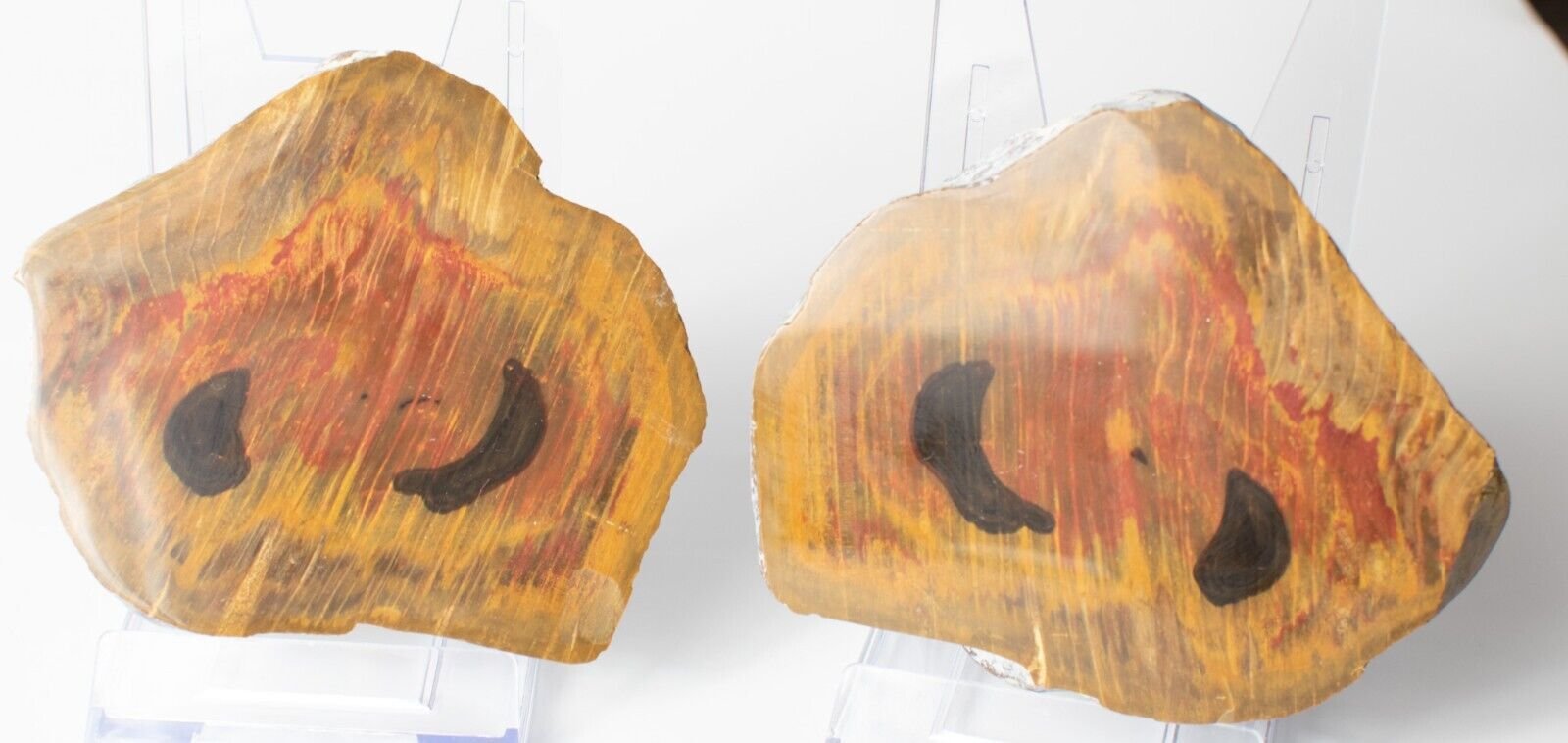 Polished-Chinchilla-Petrified-Wood-Slice-Stone-Slab-Australian-PW2109239-374943406517