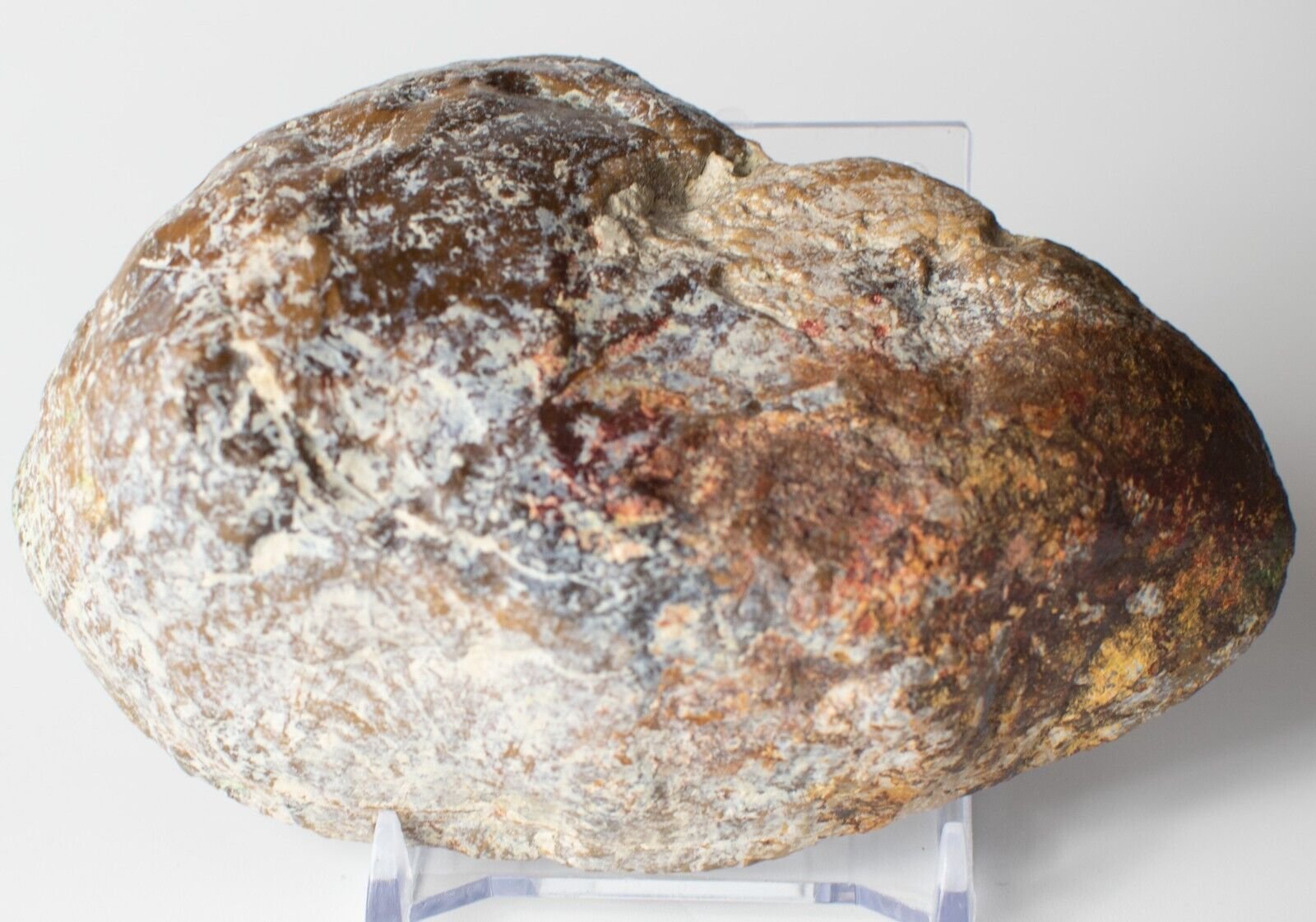 Polished-Chinchilla-Petrified-Wood-Slice-Stone-Slab-Australian-PW2109236-374943390749-2