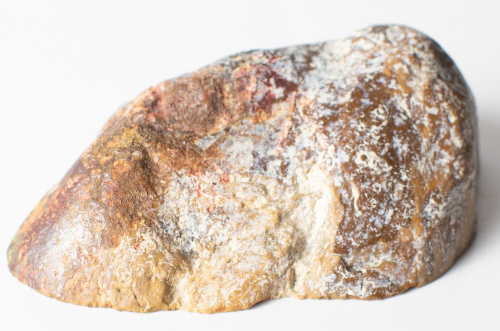 Polished-Chinchilla-Petrified-Wood-Slice-Stone-Slab-Australian-PW2109236-374943390749-3