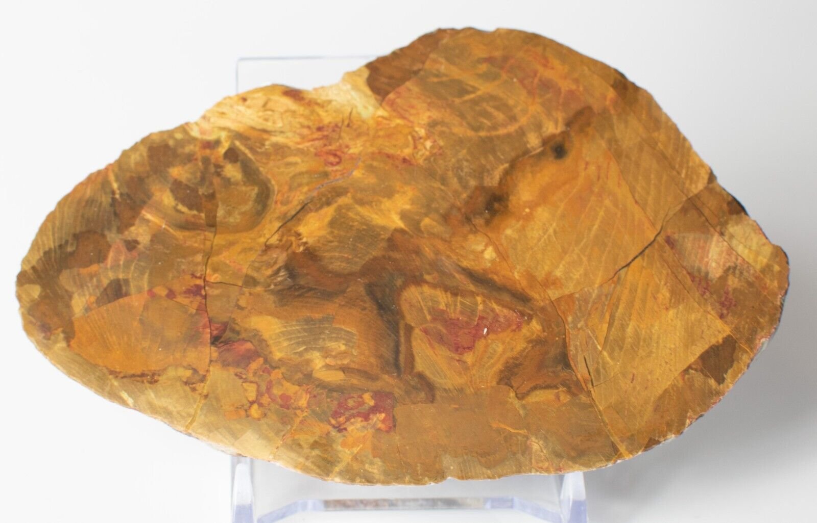 Polished-Chinchilla-Petrified-Wood-Slice-Stone-Slab-Australian-PW2109236-374943390749